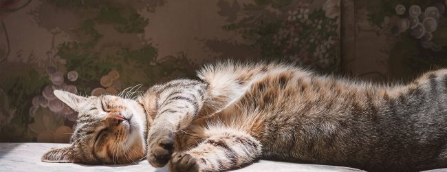Getigerte Katze schläft auf einem Handtuch