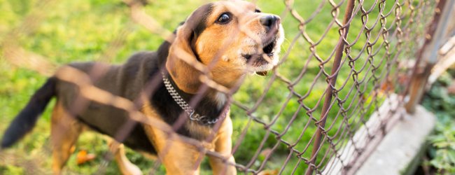En hund som skäller bakom ett hundstängsel