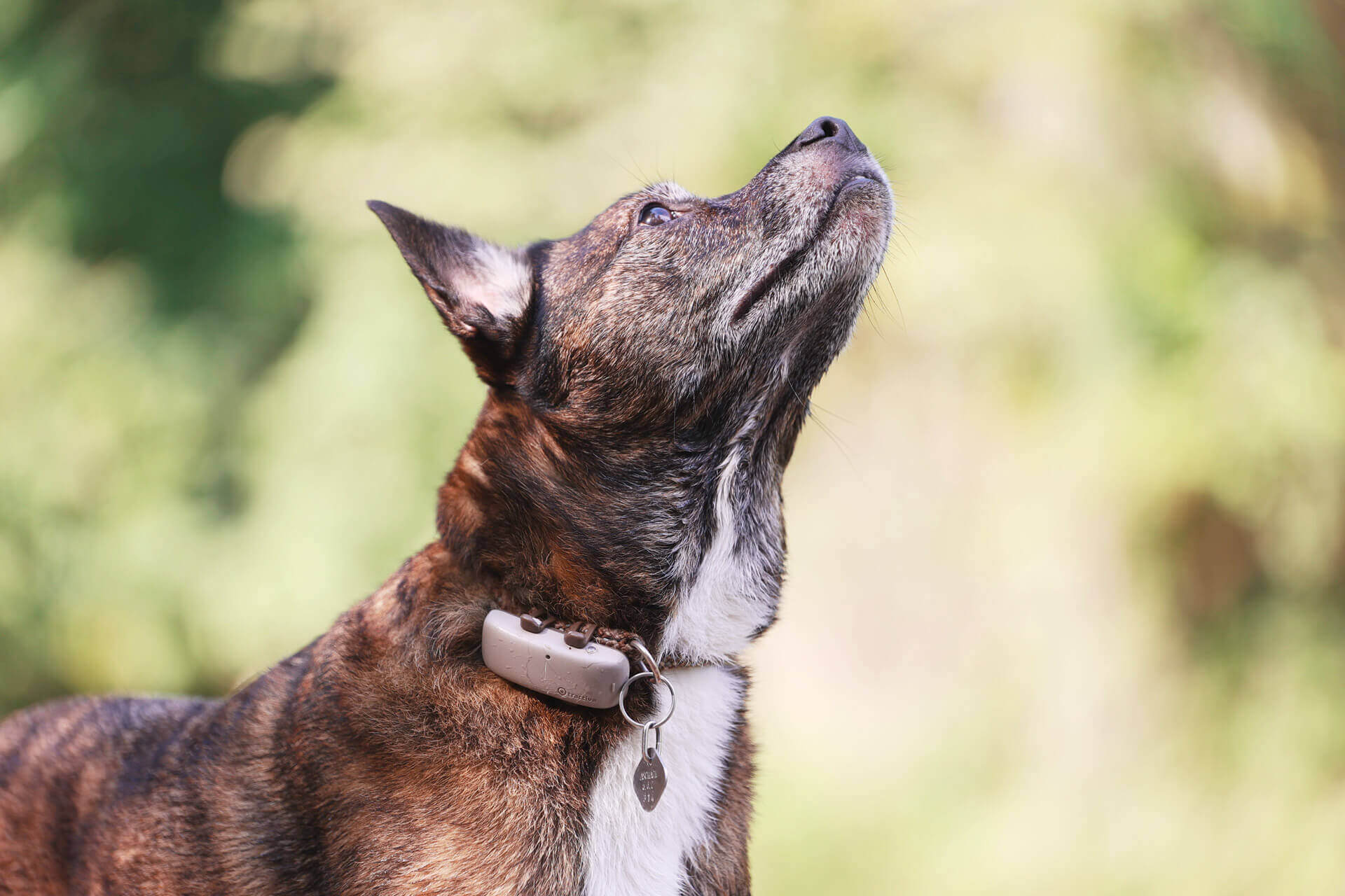 perro marrón con un localizador GPS al aire libre