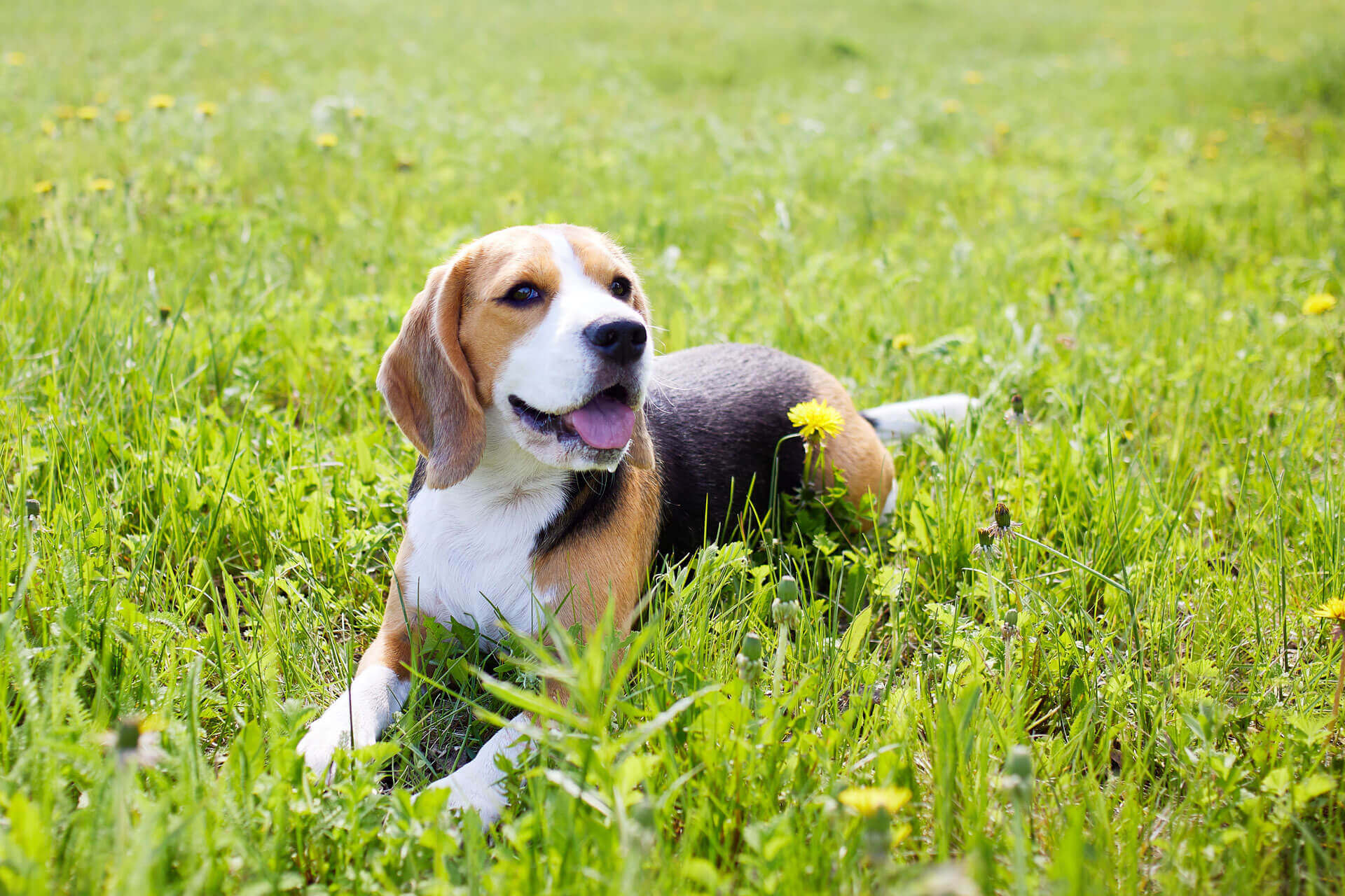 hond ligt op het gras