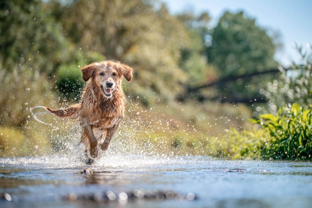 Chien courant dans l'eau dans un parc en été avec un GPS Tractive au collier