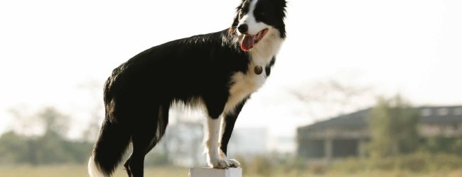 hund som står på staket