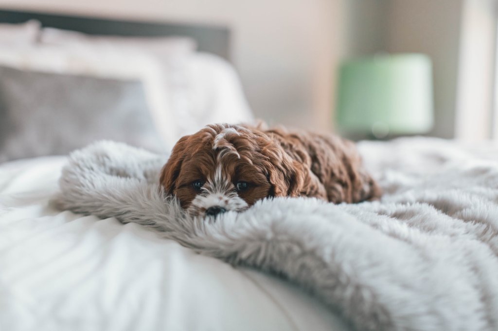brun og hvid hund sover på seng