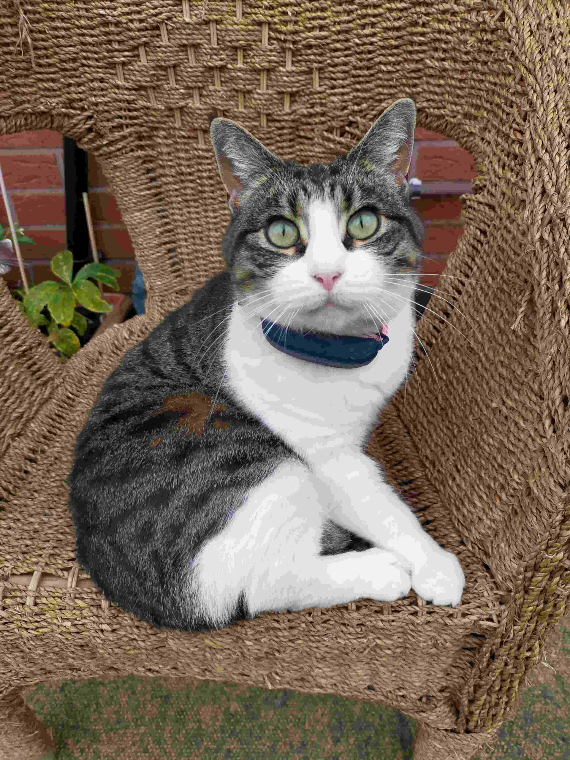 En katt med Tractive GPS tracker