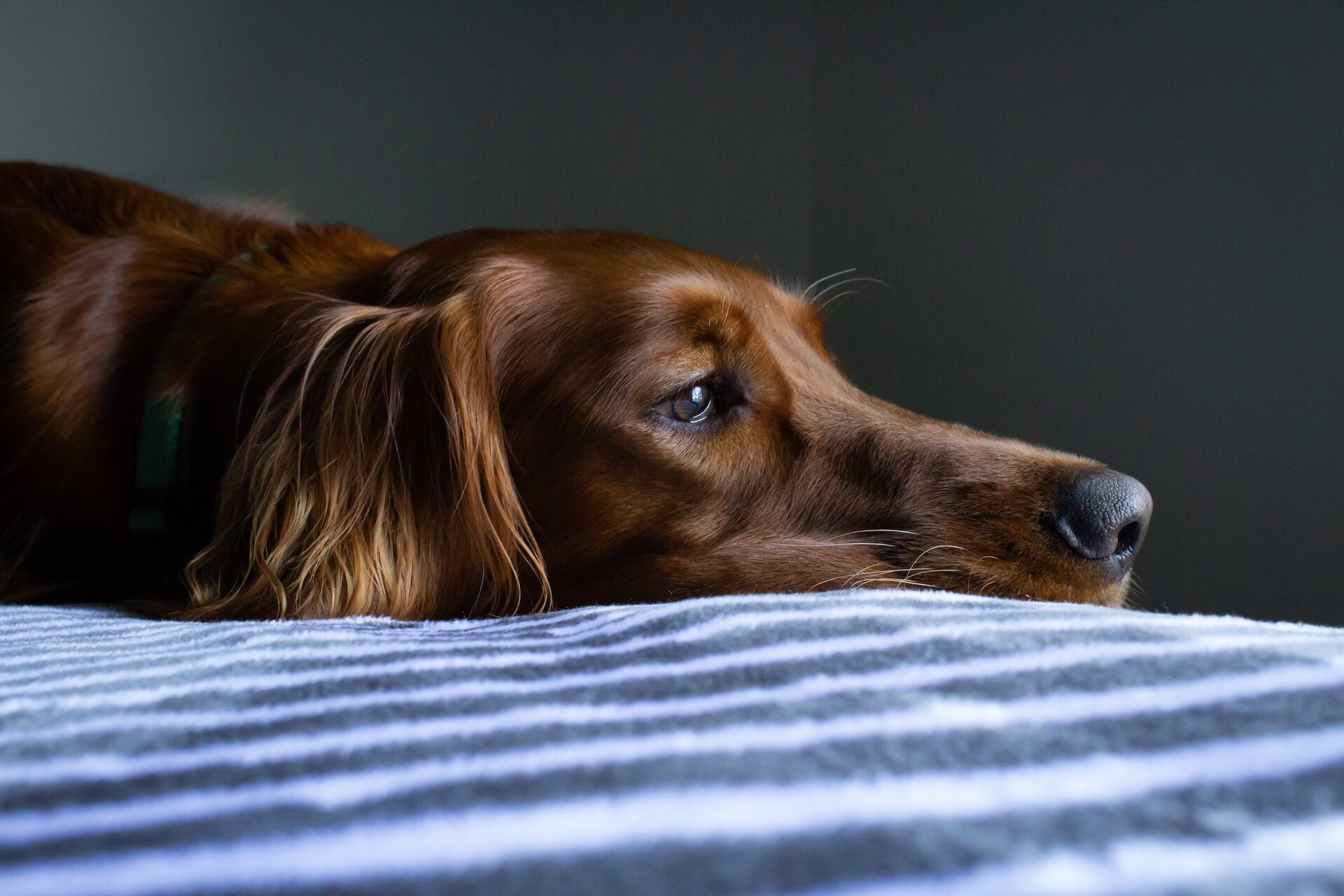Un perro ansioso tumbado en una cama