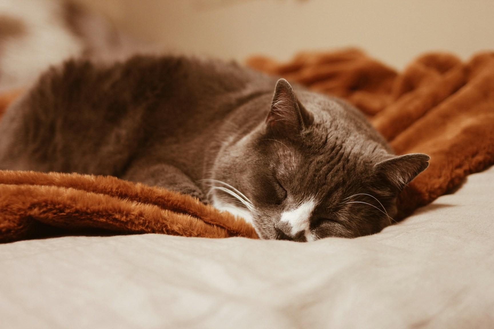 Weiß-braune Katze schläft auf einer Decke