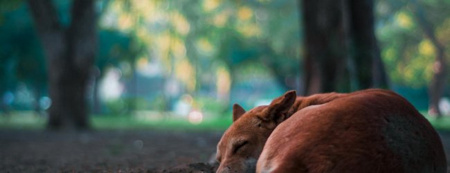 Hund schläft zusammengerollt auf dem Boden