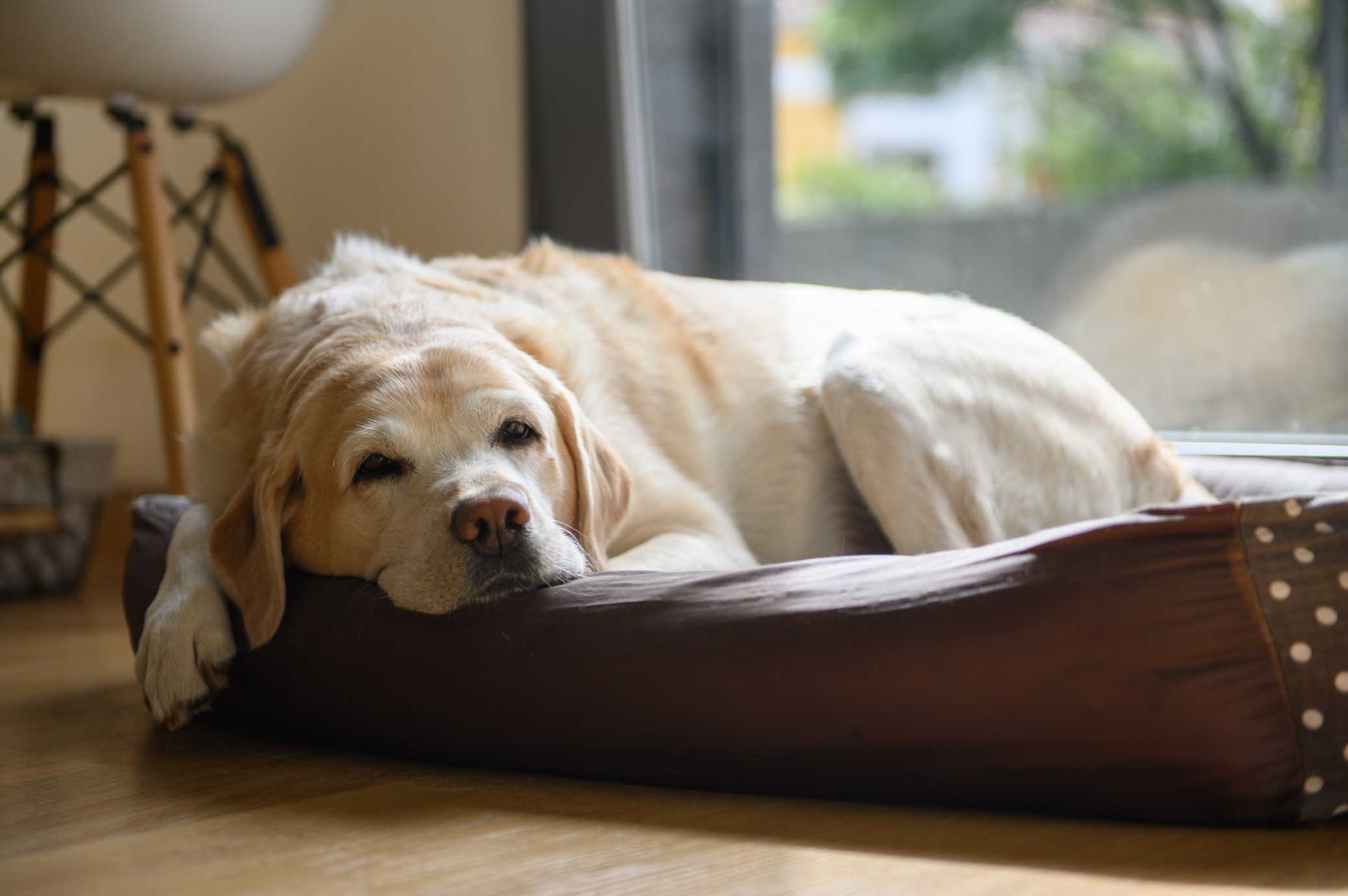 En gammal hund som vilar i en hundbädd inomhus