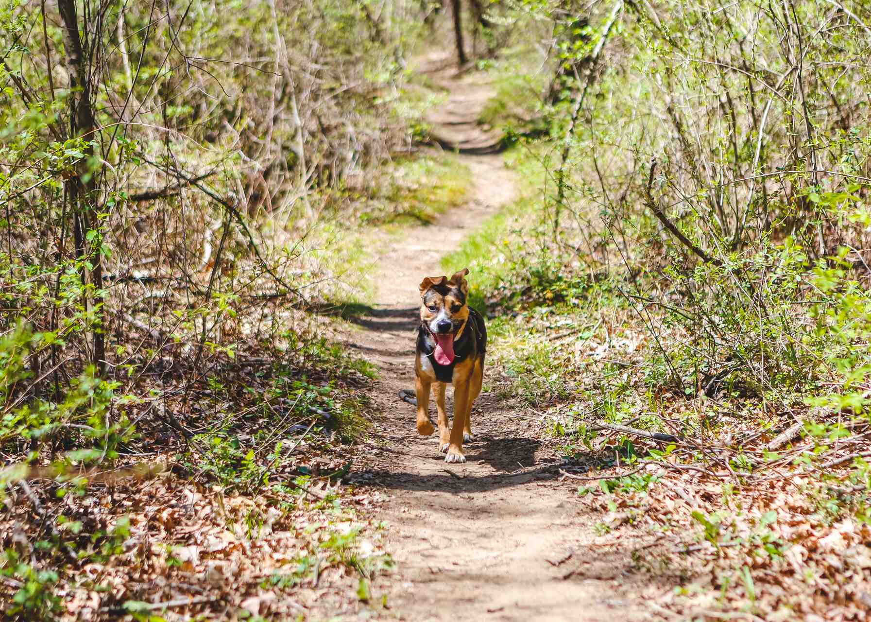 Een puppy die op een pad in het bos rent