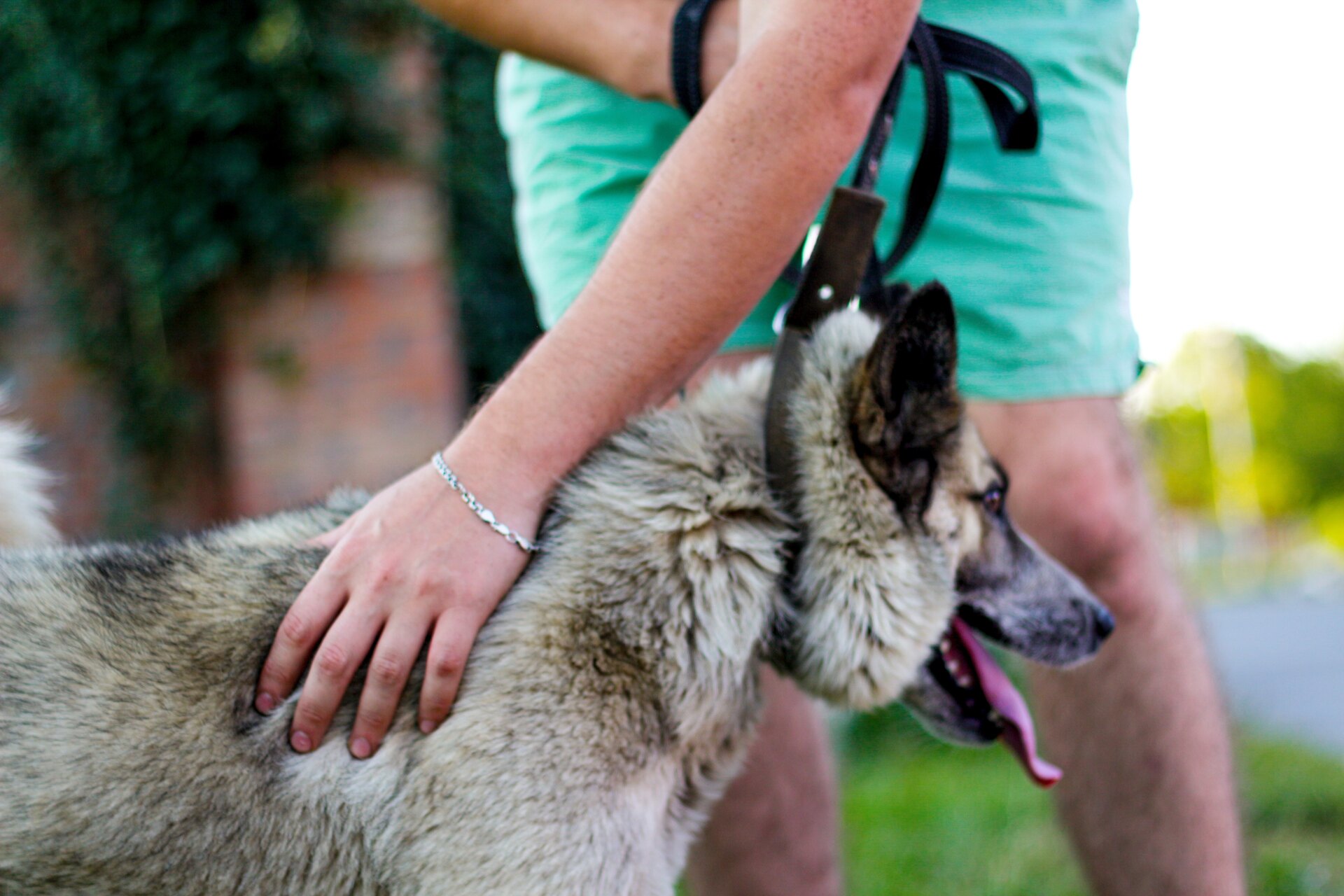 Frau berührt ihren Hund sanft auf der Seite