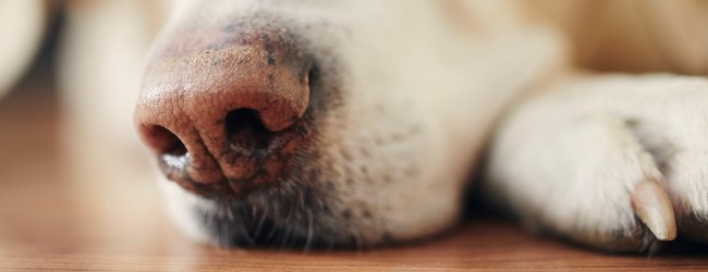 Close-up van de neus van een labrador