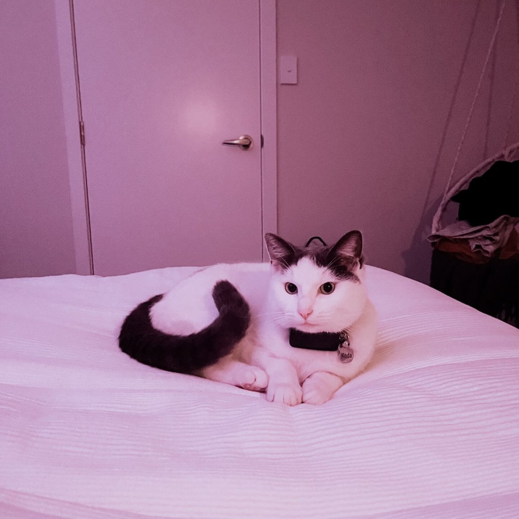 Svart och vit katt vilar på en säng