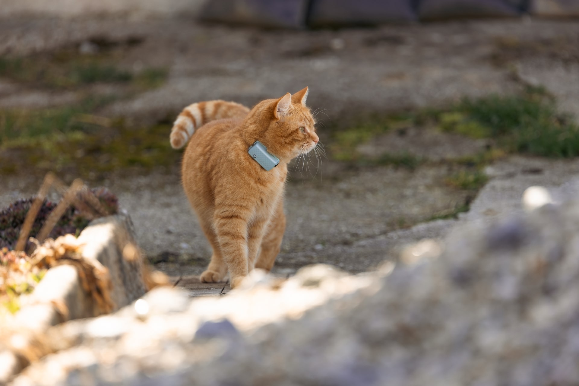 An orange cat wearing a Tractive GPS tracker
