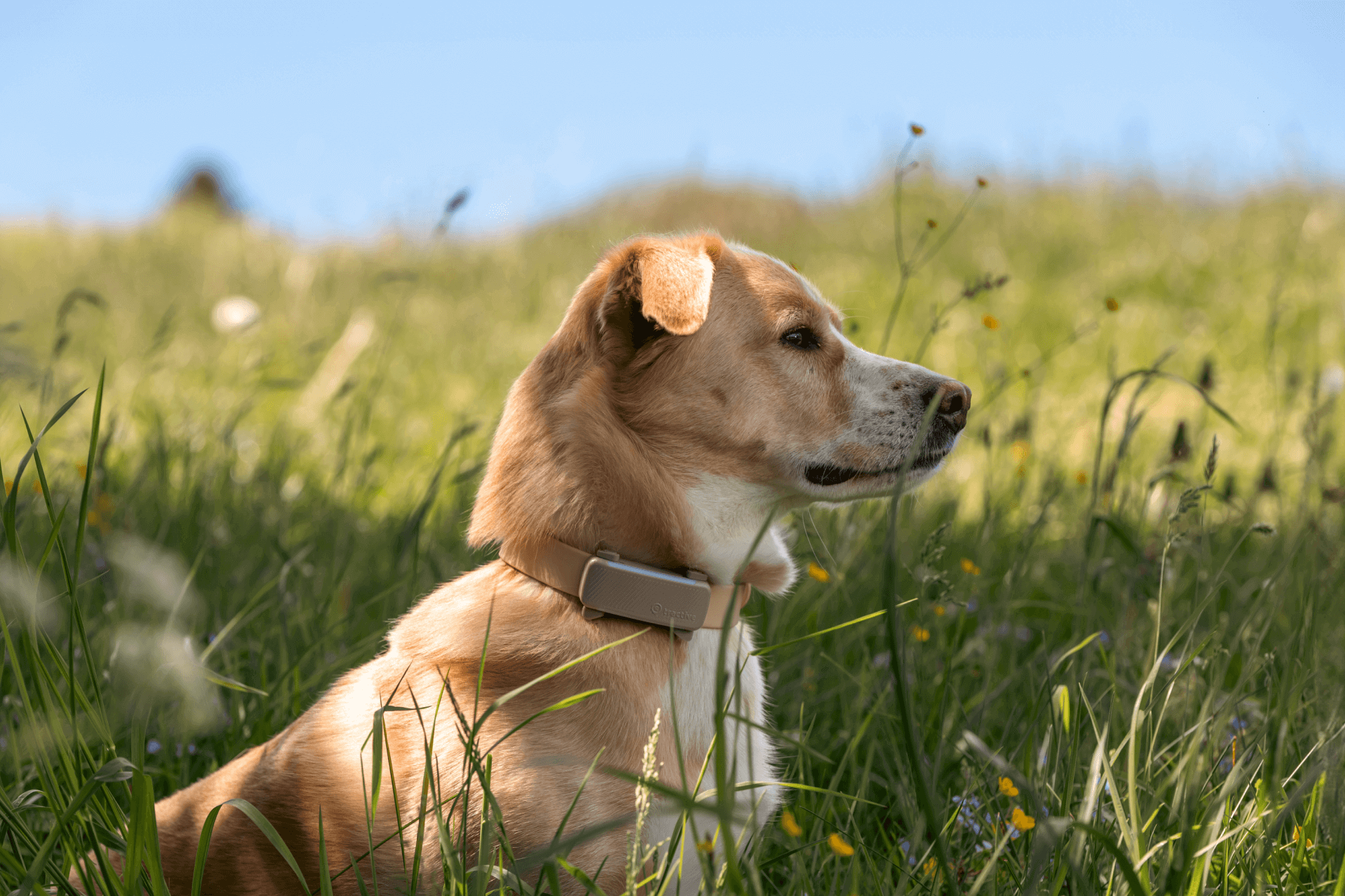 Tractive präsentiert neuesten Hundetracker mit Gesundheits- und Verhaltenstracking