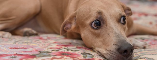 Orolig hund ligger på golvet